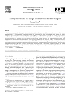 Endosymbiosis and the design of eukaryotic electron transport