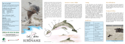 Estuarine or Guiana Dolphin Naming Notable Facts Observable
