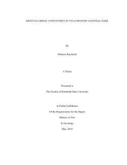 MONTANA BISON: CONTOVERSY IN YELLOWSTONE NATIONAL