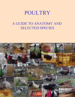 Poultry - ITCS Instructional Materials
