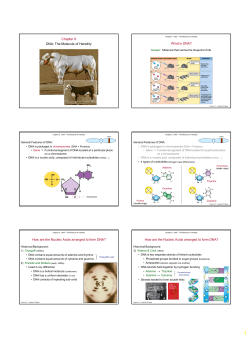 Chapter 9 DNA: The Molecule of Heredity What is DNA? How are