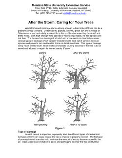 After the Storm: Caring for Your Trees