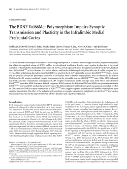 The BDNF Val66Met Polymorphism Impairs Synaptic Transmission