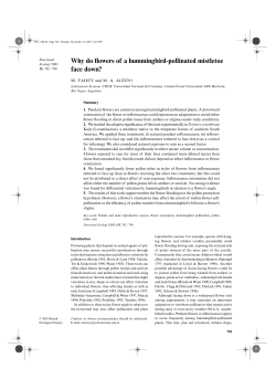 Why do flowers of a hummingbird-pollinated mistletoe