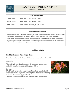 PLANTS AND POLLINATORS