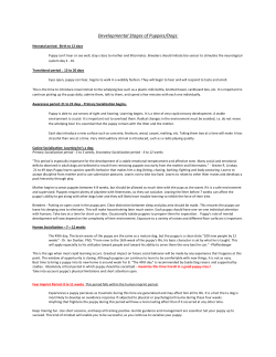 Developmental Stages of Puppies/Dogs:
