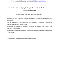 Covalent Protein Labeling By SpyTag-SpyCatcher In Fixed