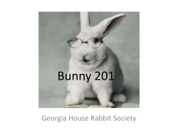 Bunny 201 - Medirabbit