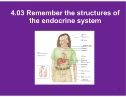 4.03 Remember Structures of the endocrine system What are the