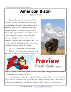 American Bison - superteacherworksheets.com