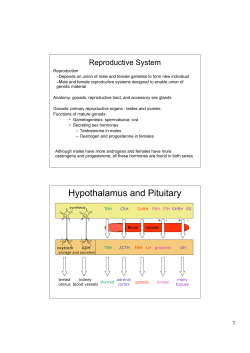 Hypothalamus and Pituitary