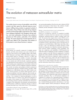 The evolution of metazoan extracellular matrix