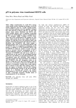 p53 in polyoma virus transformed REF52 cells
