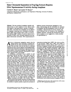 Sister Chromatid Separation in Frog Egg Extracts Requires DNA