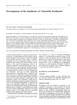 Development of the basidiome of Volvariella bombycina