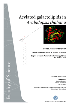 Acylated galactolipids in Arabidopsis thaliana