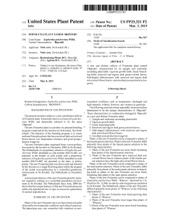 Poinsettia plant named `Bkponhl`