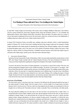 Test Planting of Tissue-cultivated Cherry Tree Seedlings in the
