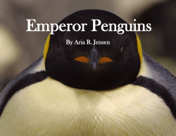 Emperor Penguins - davis.k12.ut.us