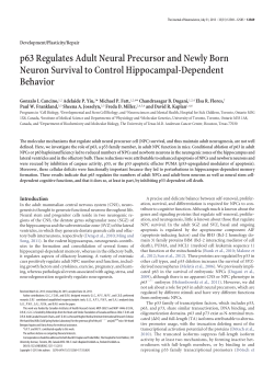 p63 Regulates Adult Neural Precursor and Newly Born Neuron