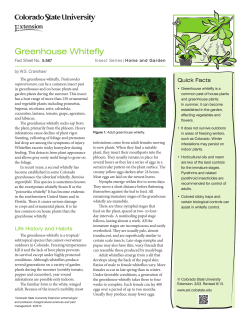 Greenhouse Whitefly - Colorado State University Extension