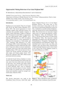 Opportunistic Mating Behaviour of an Asian Elephant Bull