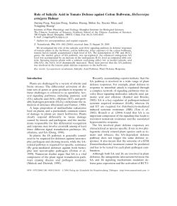 Role of Salicylic Acid in Tomato Defense against Cotton Bollworm