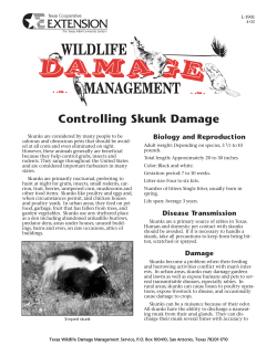 Controlling Skunk Damage