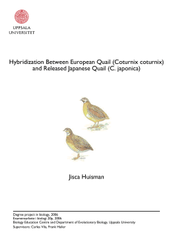 Hybridization Between European Quail (Coturnix coturnix) and