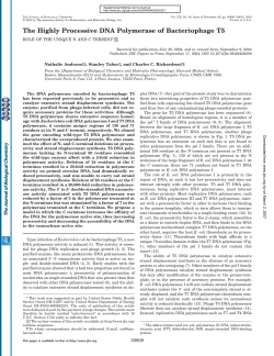 The Highly Processive DNA Polymerase of Bacteriophage T5
