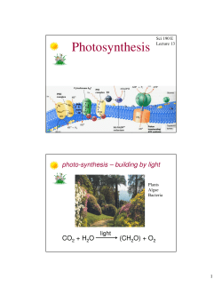 Photosynthesis - Purdue Physics
