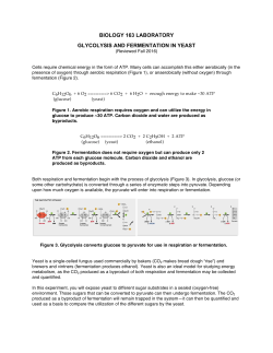 Glycolysis and Fermentation in Yeast