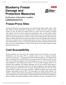 Blueberry Freeze Damage and Protection Measures