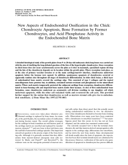 New Aspects of Endochondral Ossification in the Chick