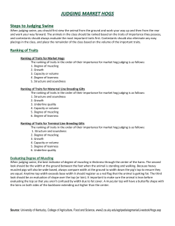Steps to Judging Swine