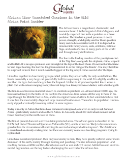 African Lion - Global Sojourns