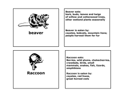 Beaver eats