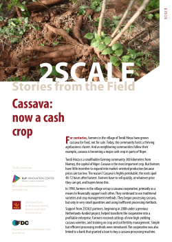 Cassava: now a cash crop