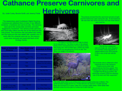 Herbivores and Mammals