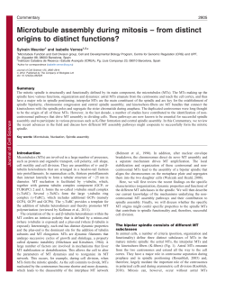 Microtubule assembly during mitosis &ndash; from