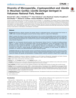 in Mountain Gorillas (Gorilla beringei beringei) in