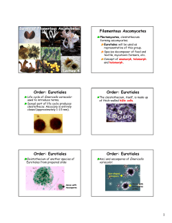 Filamentous Ascomycetes Order: Eurotiales Order: Eurotiales Order