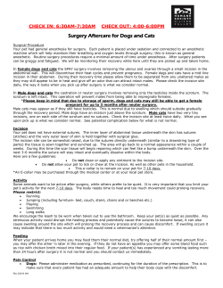 Surgery Aftercare for Dogs and Cats