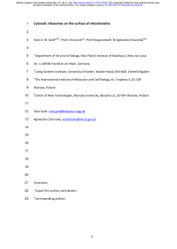 Cytosolic ribosomes on the surface of mitochondria