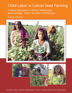 Child Labor in Cotton Seed Farming, Rahim Yar Khan, Punjab
