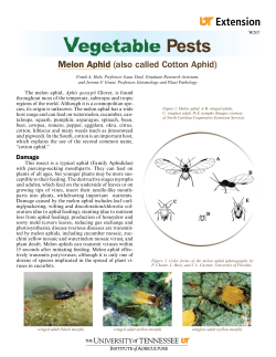 Melon Aphid - University of Tennessee Extension