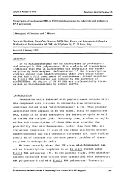 SV 40 minichromosoraes can be transcribed by prokaryotic and