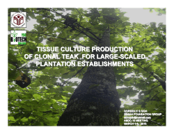 Tissue culture production of clonal teak for large