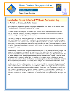 Master Gardener Newspaper Articles Eucalyptus Trees