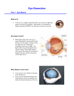 Eye Dissection - Science Presenters Central